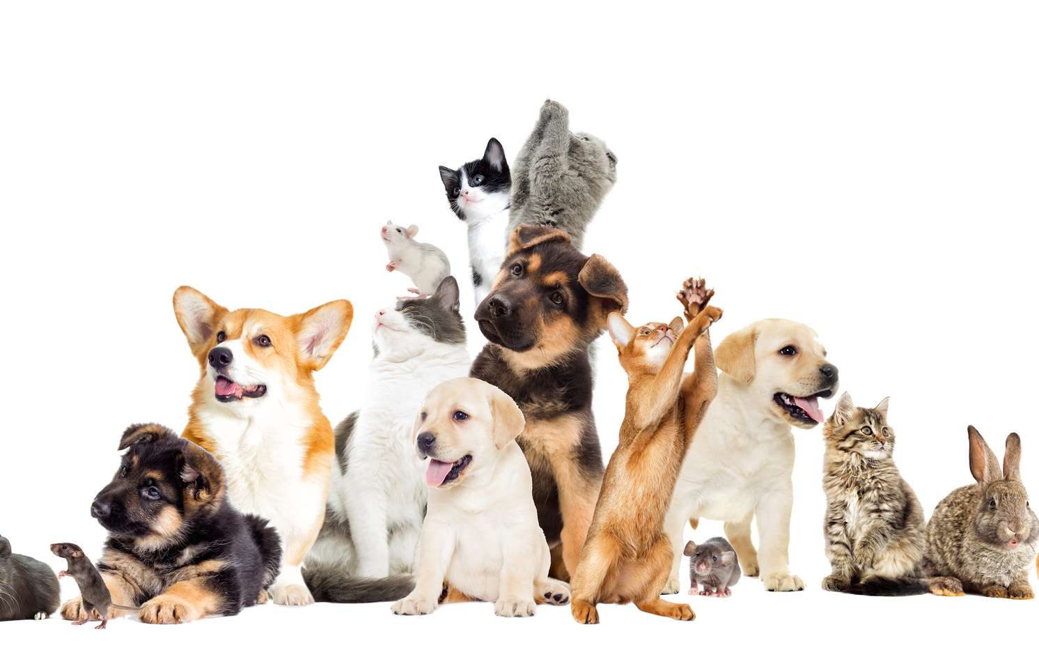 Les Animaux De Compagnie Road Trip